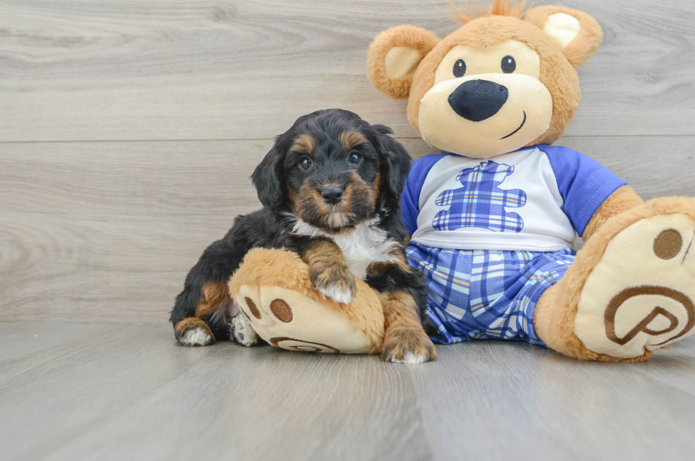 5 week old Mini Bernedoodle Puppy For Sale - Premier Pups