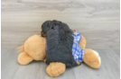 Playful Mini Berniedoodle Poodle Mix Puppy