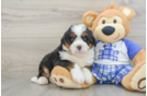 Playful Mini Bernese Poodle Poodle Mix Puppy