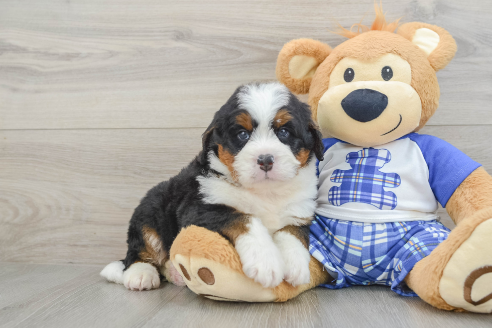 Playful Mini Bernese Poodle Poodle Mix Puppy