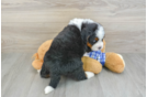 Hypoallergenic Mini Bernese Poodle Poodle Mix Puppy