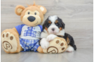 Playful Mini Bernesedoodle Poodle Mix Puppy