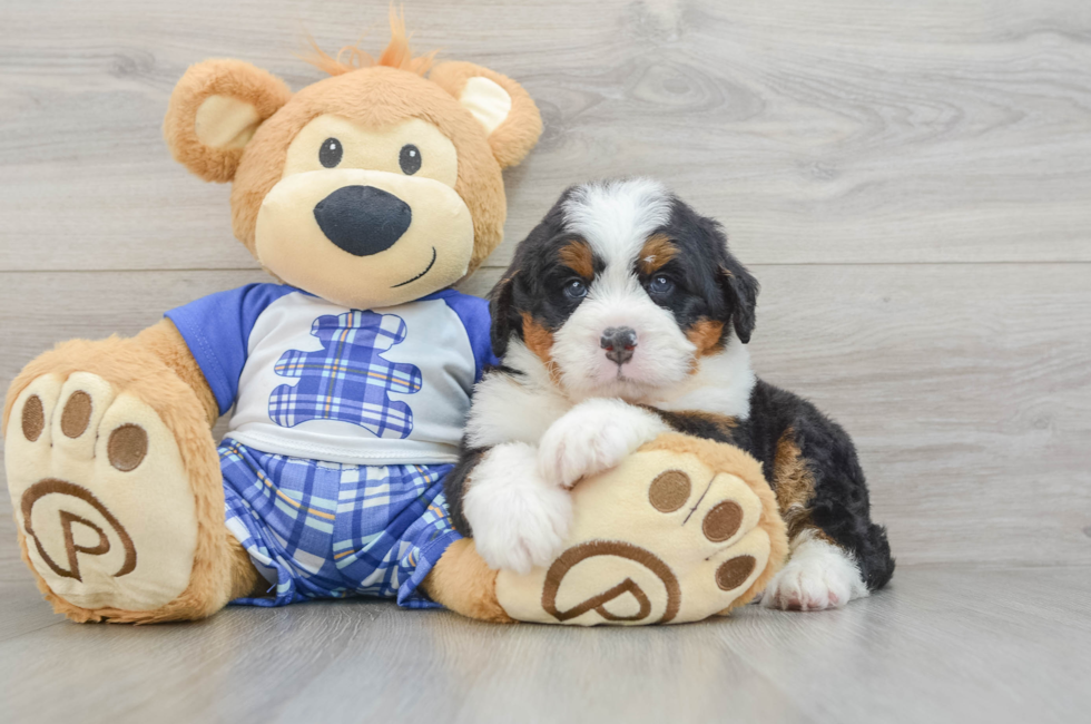 4 week old Mini Bernedoodle Puppy For Sale - Premier Pups