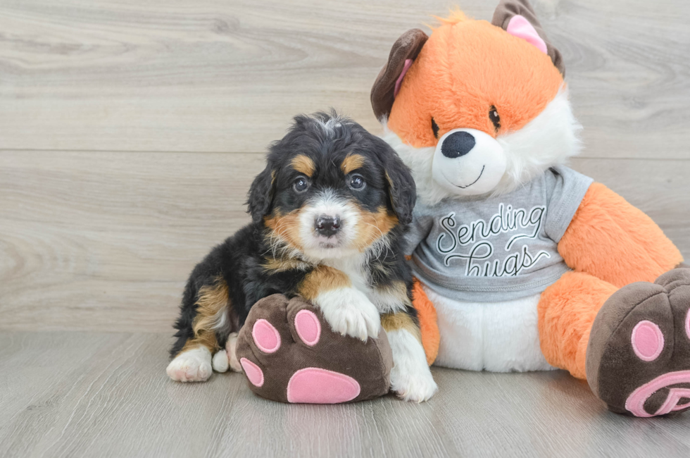5 week old Mini Bernedoodle Puppy For Sale - Premier Pups