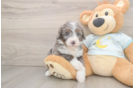 Fluffy Mini Bernedoodle Poodle Mix Pup
