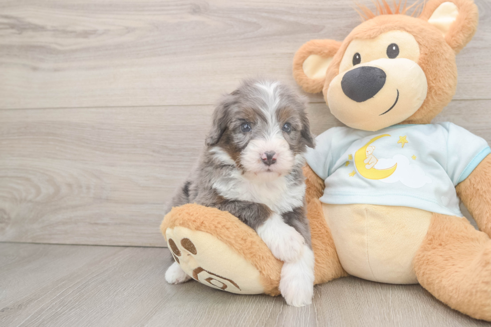 Fluffy Mini Bernedoodle Poodle Mix Pup