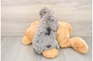 Mini Bernedoodle Puppy for Adoption