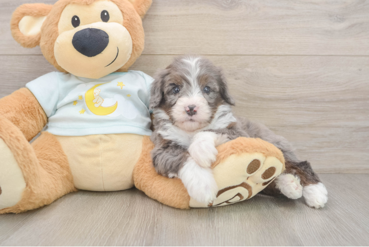 Best Mini Bernedoodle Baby