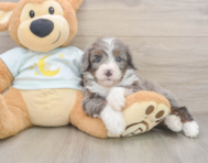 8 week old Mini Bernedoodle Puppy For Sale - Premier Pups