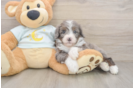 Best Mini Bernedoodle Baby
