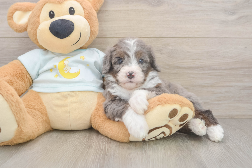 Best Mini Bernedoodle Baby