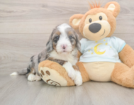 6 week old Mini Bernedoodle Puppy For Sale - Premier Pups