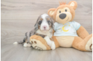 Mini Bernedoodle Pup Being Cute