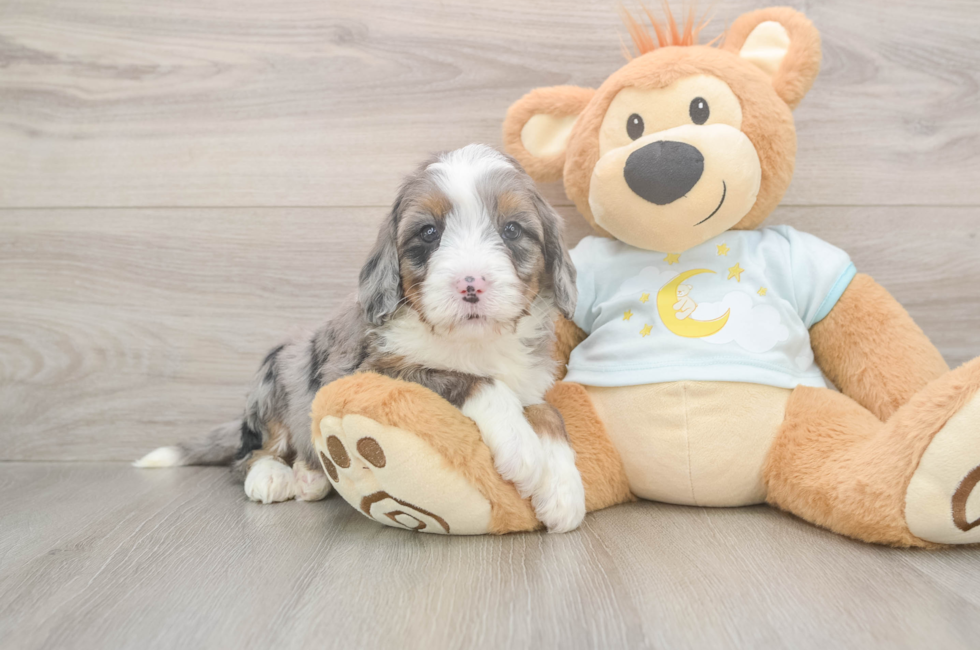 5 week old Mini Bernedoodle Puppy For Sale - Premier Pups