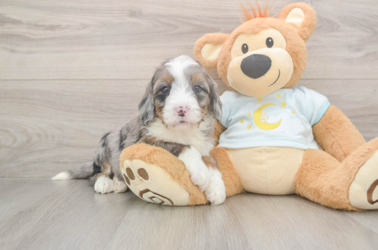 Mini Bernedoodle Pup Being Cute