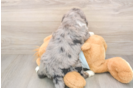 Mini Bernedoodle Pup Being Cute
