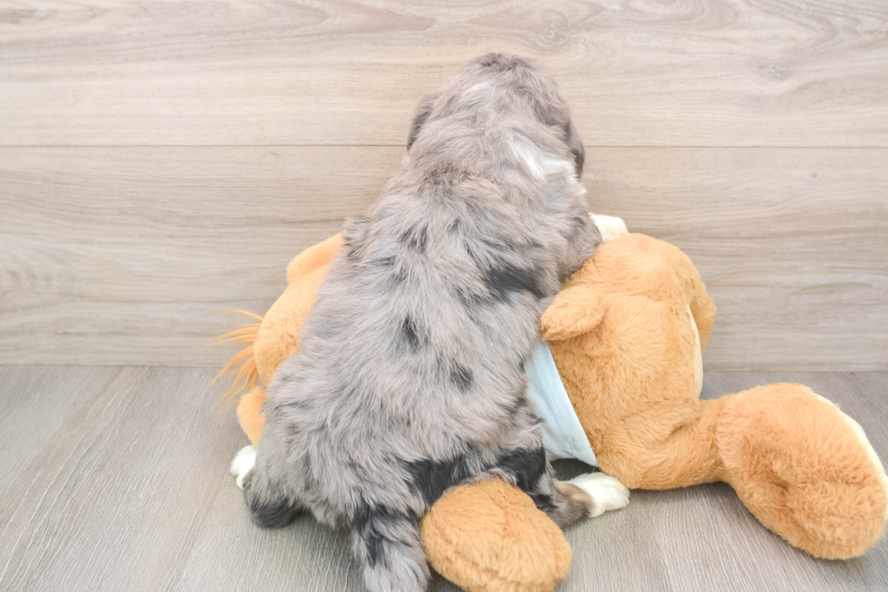 Mini Bernedoodle Pup Being Cute