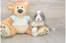 Energetic Bernadoodle Poodle Mix Puppy