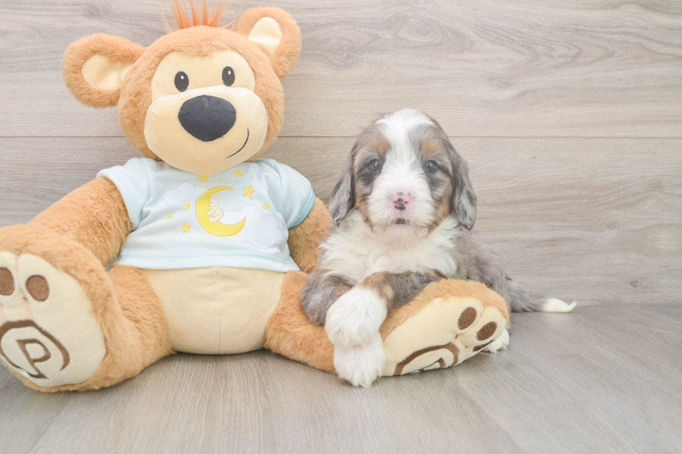 Energetic Bernadoodle Poodle Mix Puppy