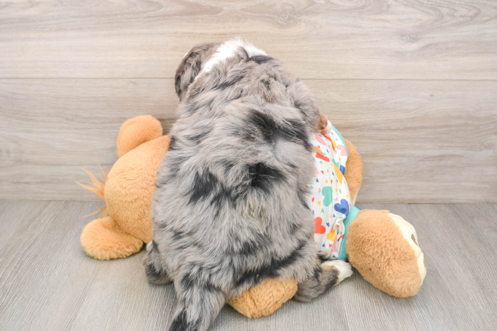 Mini Bernedoodle Puppy for Adoption