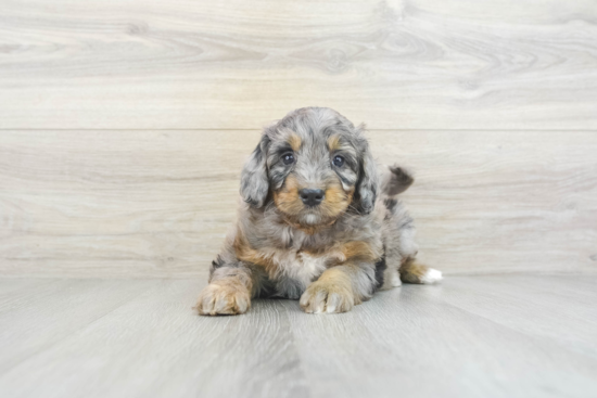 Little Bernadoodle Poodle Mix Puppy