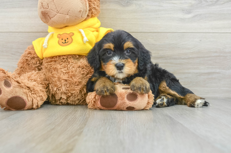 5 week old Mini Bernedoodle Puppy For Sale - Premier Pups