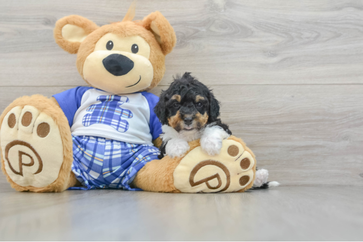 Friendly Mini Bernedoodle Baby