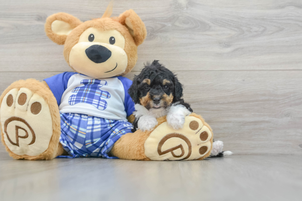 Friendly Mini Bernedoodle Baby