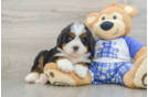 Playful Mini Bernepoo Poodle Mix Puppy