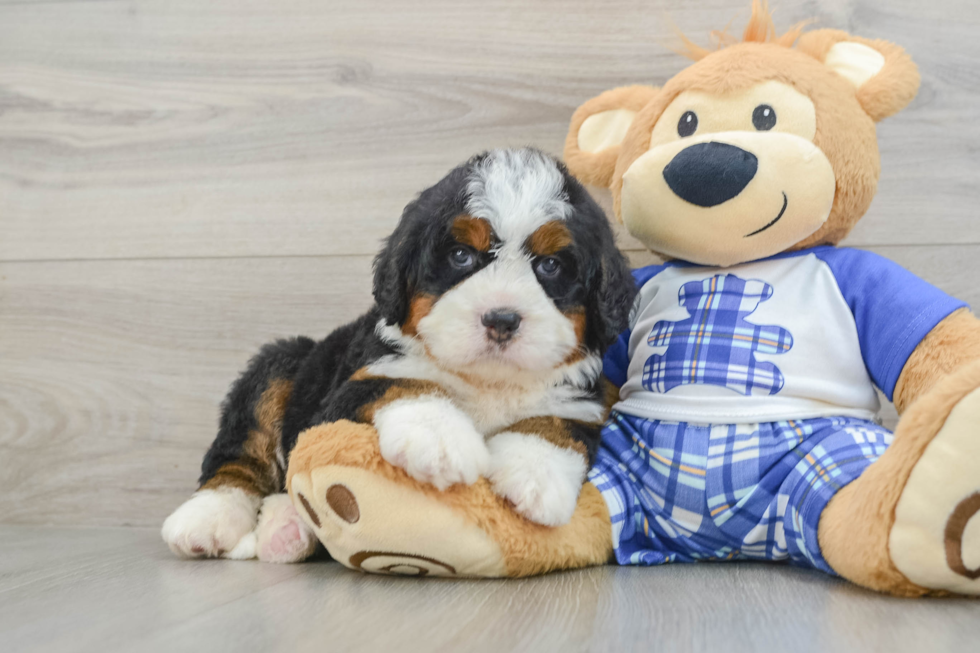 Playful Mini Bernepoo Poodle Mix Puppy