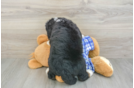Hypoallergenic Mini Bernesepoo Poodle Mix Puppy