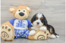 Best Mini Bernedoodle Baby