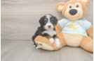 Sweet Mini Bernedoodle Baby