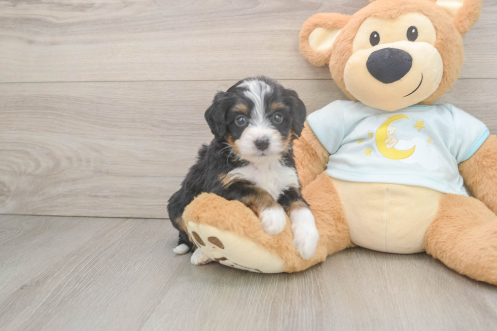 Sweet Mini Bernedoodle Baby