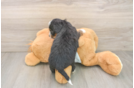 Little Mini Bernese Poodle Poodle Mix Puppy