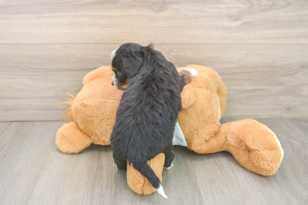 Little Mini Bernese Poodle Poodle Mix Puppy