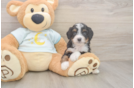 Sweet Mini Bernedoodle Baby