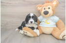 Happy Mini Bernedoodle Baby