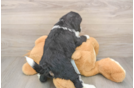 Best Mini Bernedoodle Baby