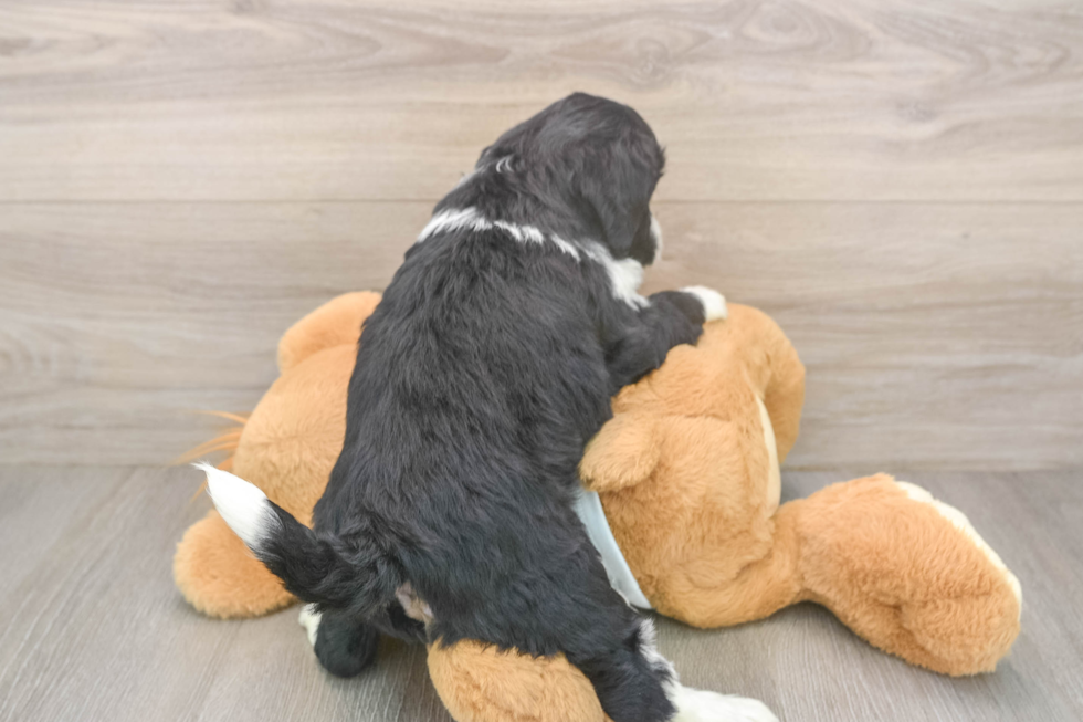 Best Mini Bernedoodle Baby