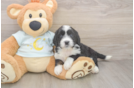 Best Mini Bernedoodle Baby