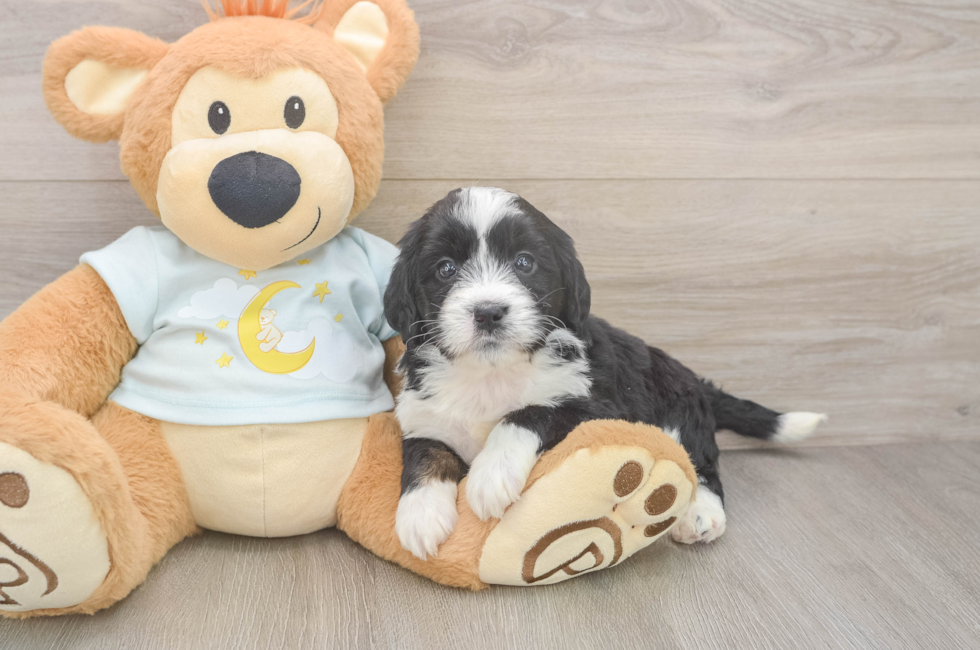 5 week old Mini Bernedoodle Puppy For Sale - Premier Pups