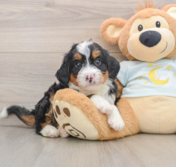 7 week old Mini Bernedoodle Puppy For Sale - Premier Pups