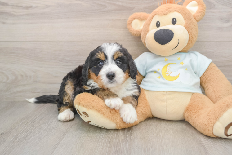 Hypoallergenic Mini Bernesedoodle Poodle Mix Puppy