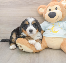 6 week old Mini Bernedoodle Puppy For Sale - Premier Pups