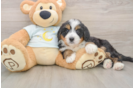 Happy Mini Bernedoodle Baby