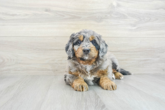 Mini Bernedoodle Puppy for Adoption