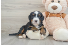 Small Mini Bernedoodle Baby