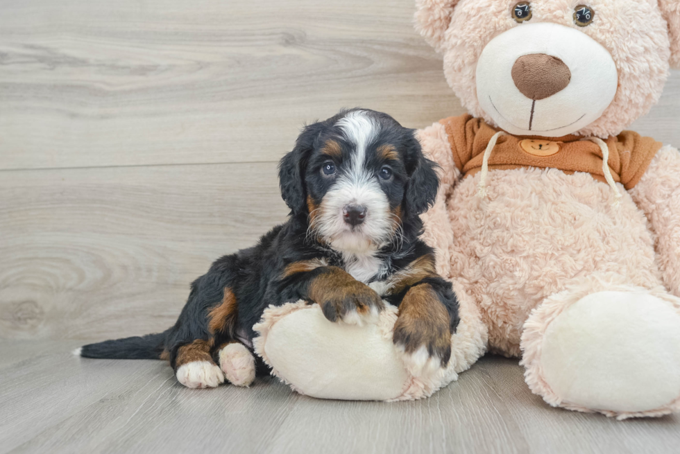 Small Mini Bernedoodle Baby