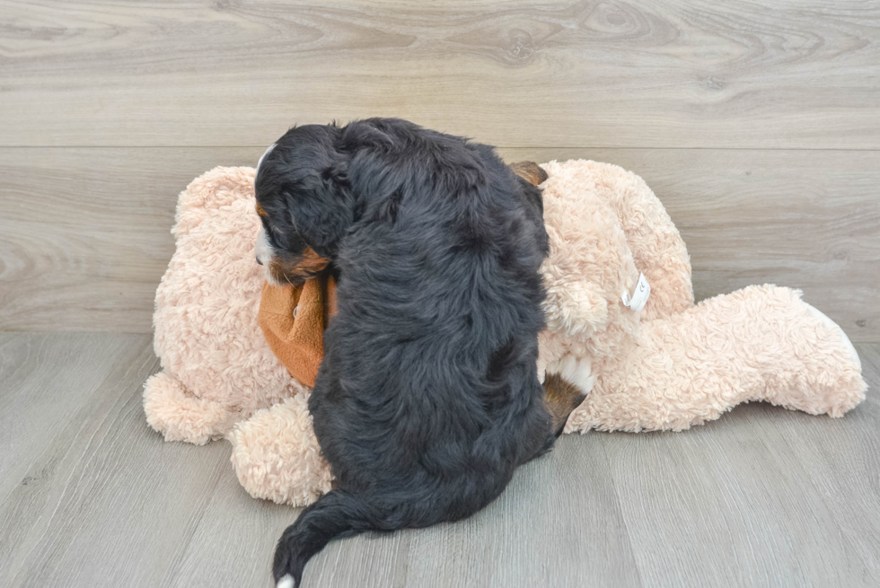 Smart Mini Bernedoodle Poodle Mix Pup